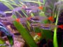 A forum and guide on raising Glass bloodfin tetras
