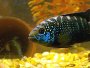 How to care for Jack Dempsey Cichlids properly