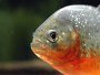 Piranhas as aquarium fish - Care, diet, answers and forum