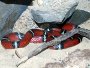 How to care for Sinaloan milk snake - Lampropeltis triangulum sinaloe