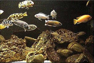Fotka akváriového biotopu