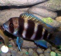 Frontosa cichlid, picture 2