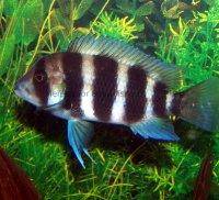 Frontosa cichlid, picture 4