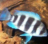 Frontosa cichlid, picture 5