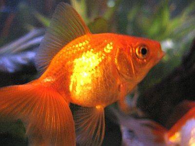 Goldfish image 2