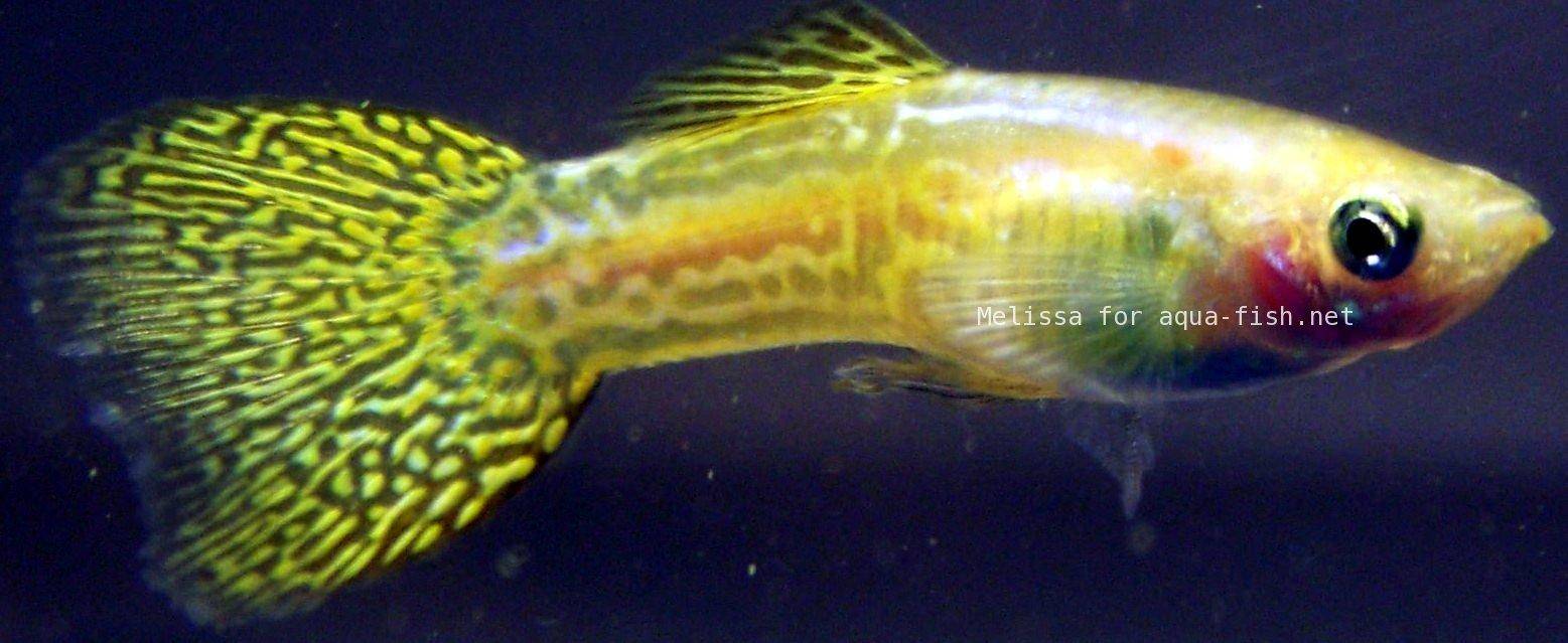A guide on caring for Guppies with focus on shapes and patterns