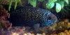 Resized small picture of Jack dempsey cichlid, 2