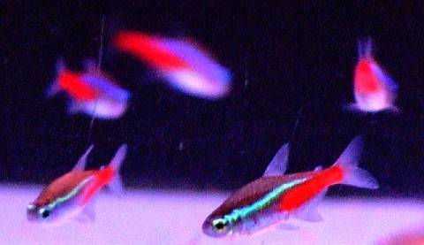 Neon Fish Breeding