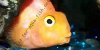Resized image of Parrot cichlid, 3