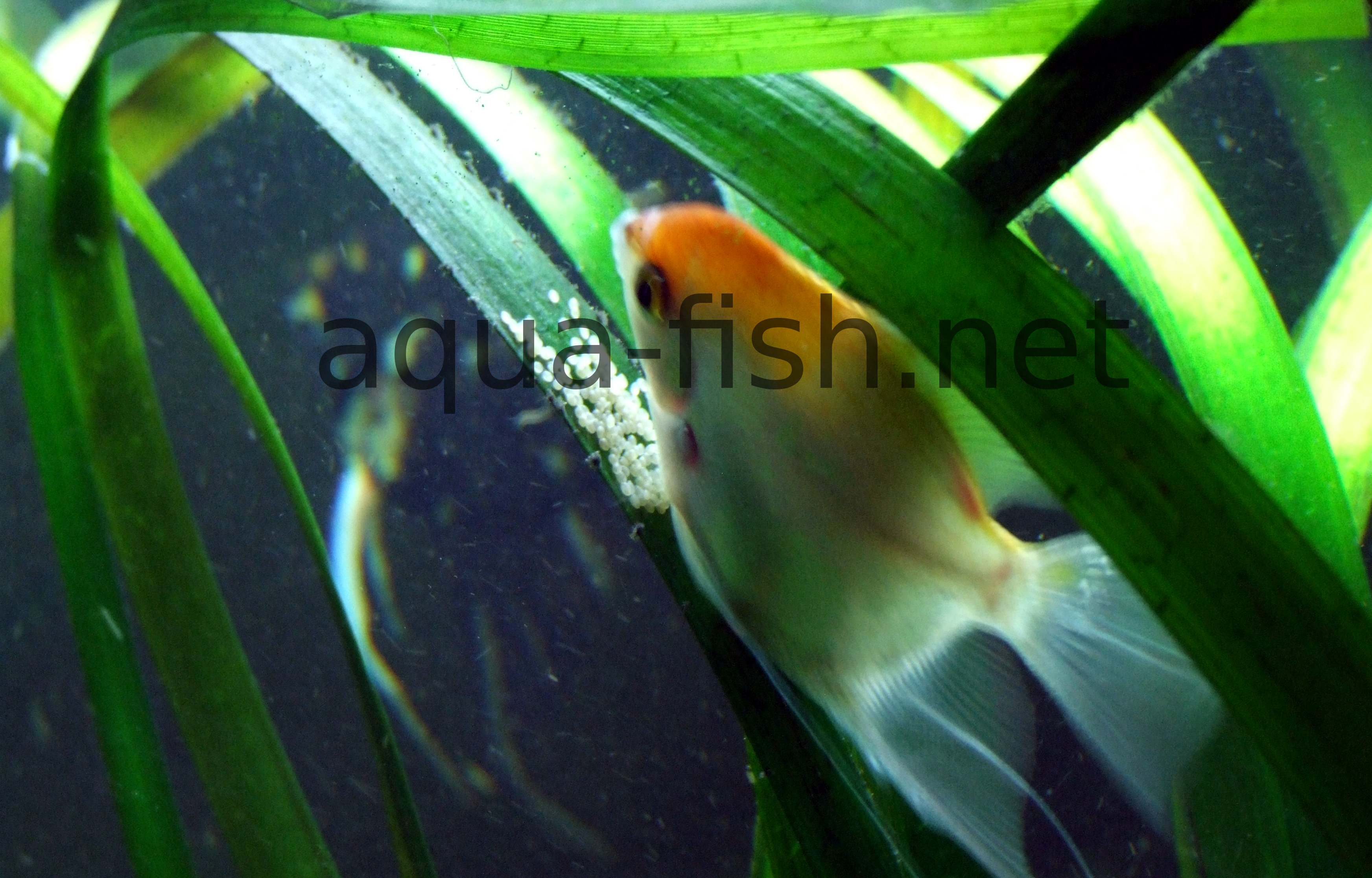 Angelfish - e-Aquarium - Online Aquarium.