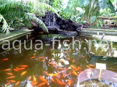 Fish pond, picture 2
