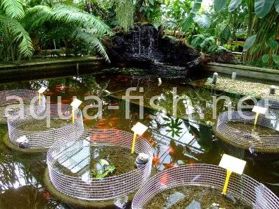 Fish pond, picture 3
