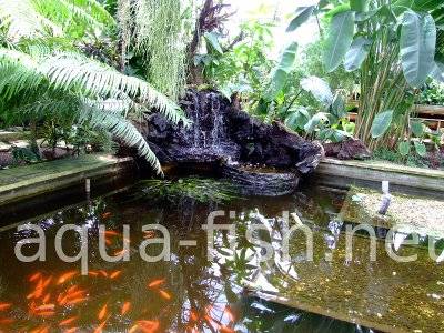 Fish pond, picture 4