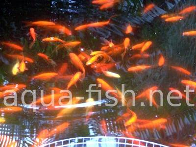 Goldfish in ponds, 1