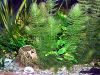 Ceratophyllum demersum, resized image 2