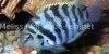 Resized image of Convict cichlid, 3