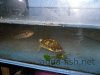 Aquarium turtle, resized image 2