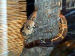 Boa Constrictor, resized image 2