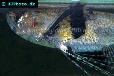African butterfly fish - Pantodon buchholzi