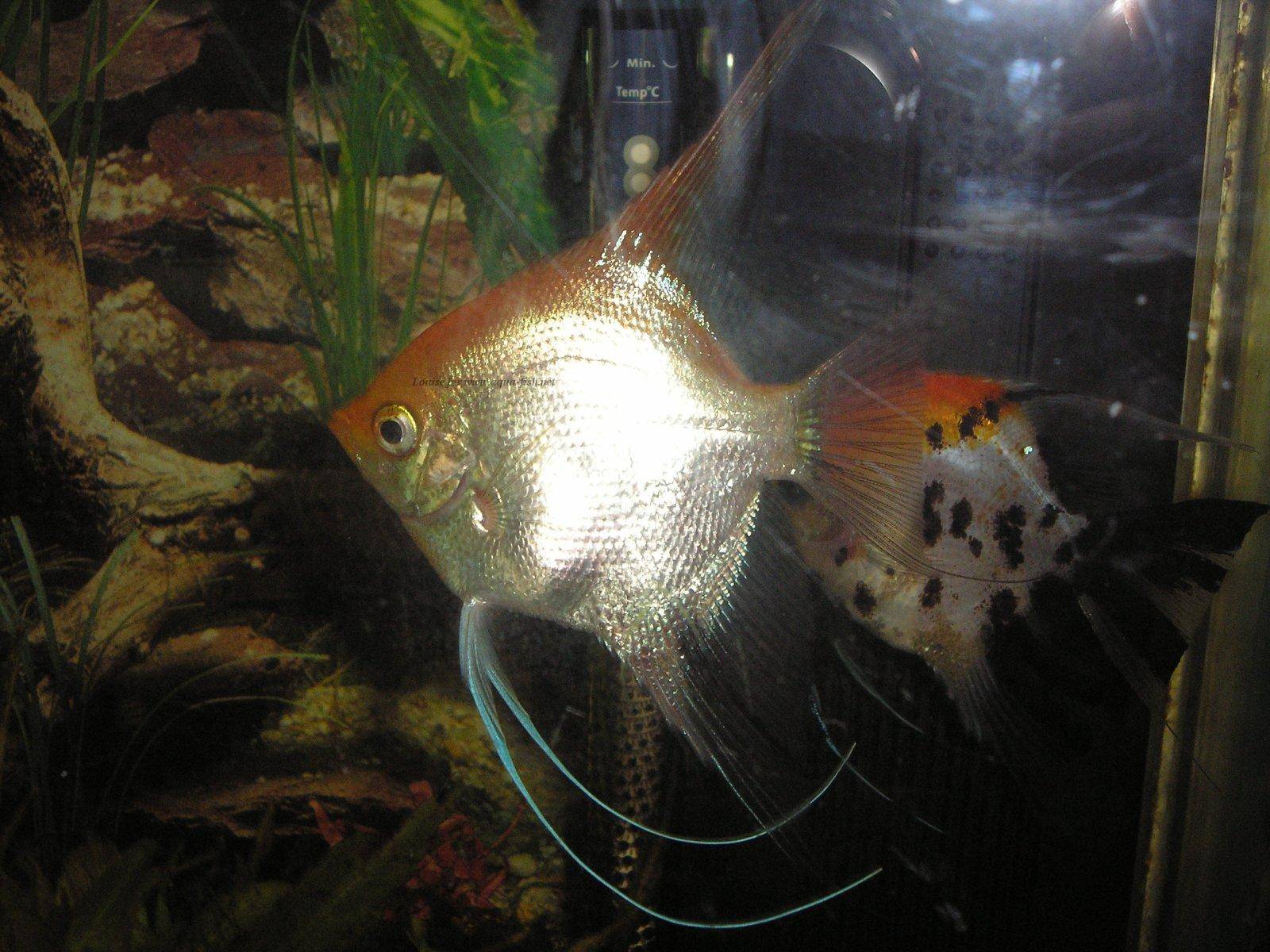 angelfish-5.jpg