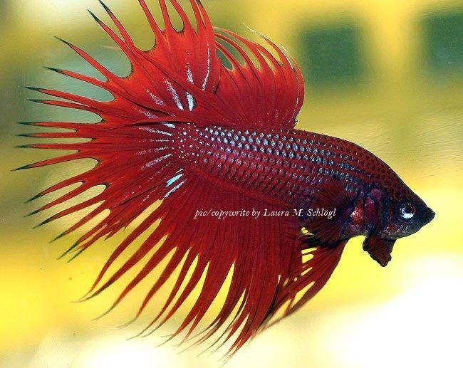 Siamese Fighting Fish care and forum