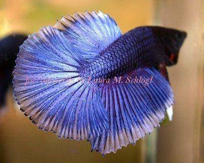 Betta splendens Siamese fighting fish Share pictures of your fish