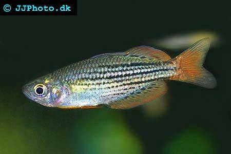 dwarf-rainbowfish-1.jpg