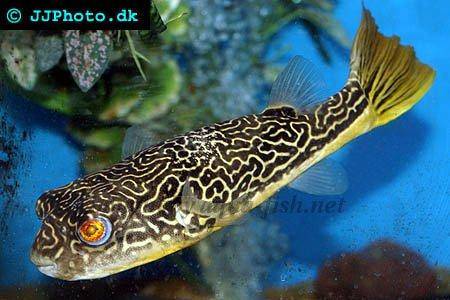 freshwater puffer fish. Diet: Giant puffer is a