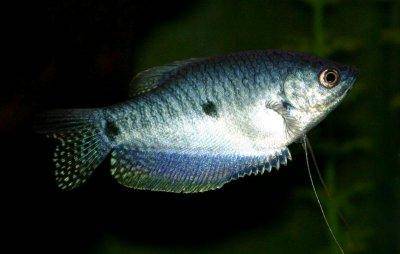 Blauer Fadenfisch - Trichogaster trichopterus