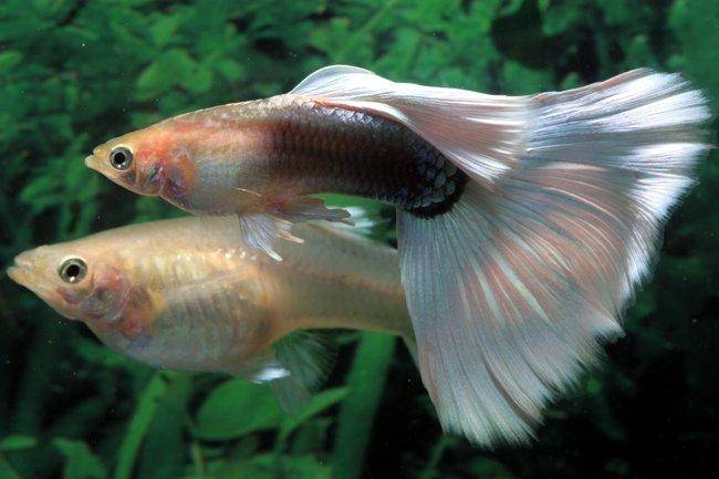 male guppy fish