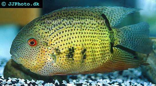 goldfish tank mates. are ideal tank mates for