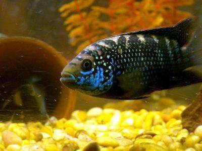 Jack Dempsey Fish on Jack Dempsey Care And Profile   Cichlasoma Octofasciatum