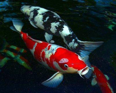 Cyprinus carpio carpio Koi carp Share pictures of your fish