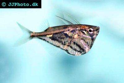 Marbled hatchetfish - Carnegiella strigata