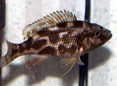 Schläfer - Nimbochromis livingstonii