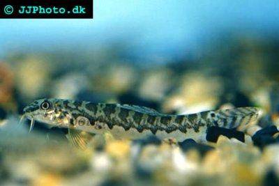 Loche plate - Acanthocobitis botia