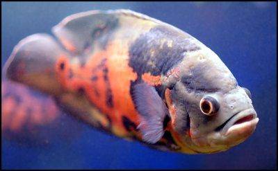 Blood Oscar Fish