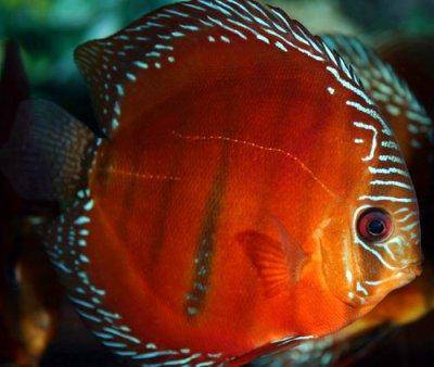 Red discus - Symphysodon discus