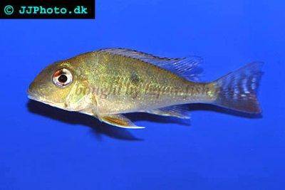Red striped earth eater - Geophagus surinamensis