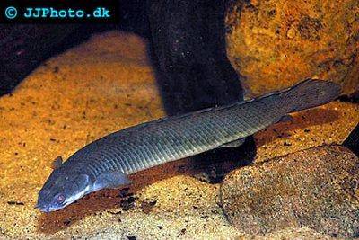 Polyptère du Sénégal - Polypterus senegalus