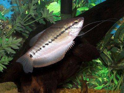 The%20image%20http://www.aqua-fish.net/imgs/fish/snakeskin-gourami-profile.jpg%20cannot%20be%20displayed,%20because%20it%20contains%20errors.