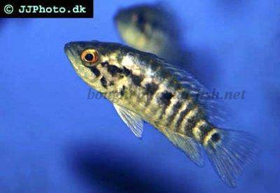 Dovii Wolf Cichlid