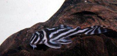 Zebra pleco - Hypancistrus zebra