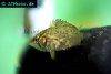 African leaffish picture 1