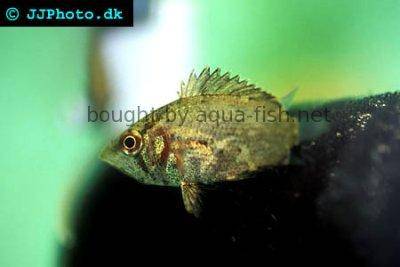 African leaffish - Polycentropsis abbreviata