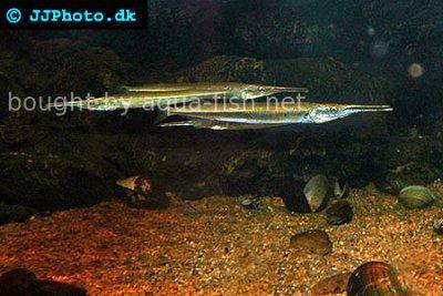 Freshwater garfish - Xenentodon cancila