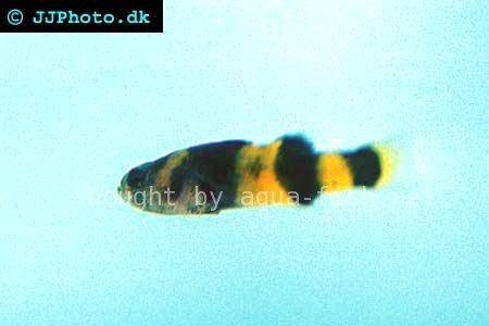 Goby Fish Facts
