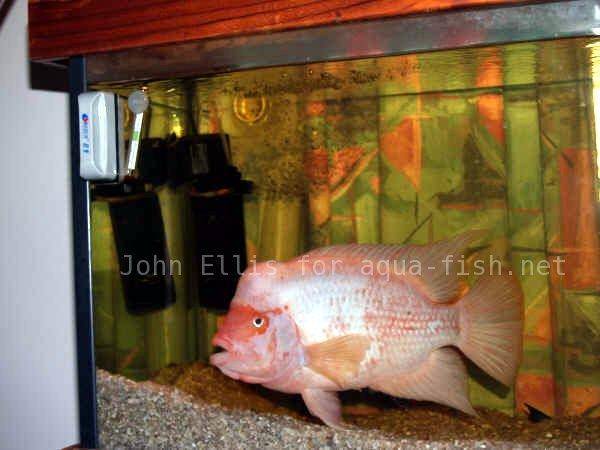 where to purchase red devil lye