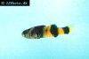 Goldenbanded goby picture 2