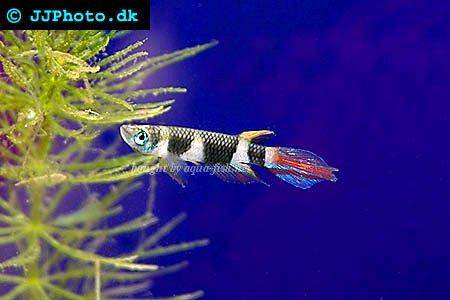 banded-panchax-1.jpg